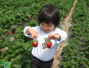 5月份能摘草莓嗎？五月份還有草莓摘嗎？