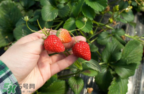 5月份能摘草莓嗎？五月份還有草莓摘嗎？