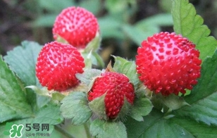 蛇莓收購多少一公斤？蛇莓價(jià)格