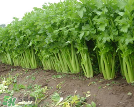 五月份可以種芹菜嗎？芹菜適合什么時候播種？