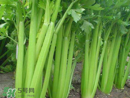 五月份可以種芹菜嗎？芹菜適合什么時候播種？