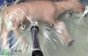人造子宮初現(xiàn)曙光，未來(lái)將是男媽媽的天下？