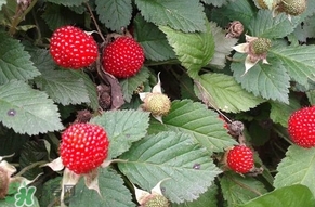 野草莓能吃嗎？野草莓圖片
