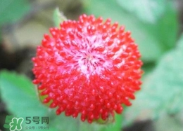 蛇草莓能吃嗎？蛇草莓有毒嗎