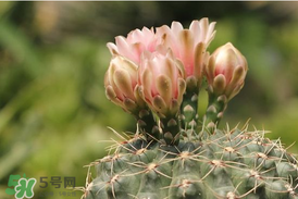 五月份種什么花？5月份適合種什么花？
