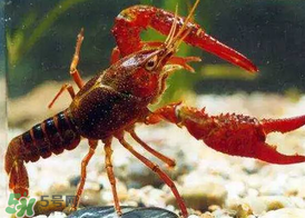 什么時候釣龍蝦最好？龍蝦幾月份能釣？