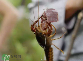什么時候釣龍蝦最好？龍蝦幾月份能釣？
