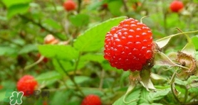 野草莓可以吃嗎？野草莓能不能吃
