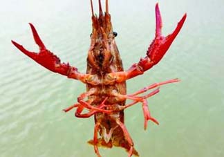 什么時候釣龍蝦最好？龍蝦幾月份能釣？