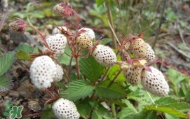 野草莓能吃嗎？野草莓圖片