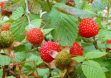野草莓就是覆盆子嗎？覆盆子和野草莓的區(qū)別