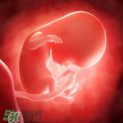 胎兒在媽媽肚子里都會(huì)干啥？胎兒的神奇世界