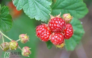 野草莓就是覆盆子嗎？覆盆子和野草莓的區(qū)別