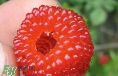 覆盆子孕婦能吃嗎？孕婦能不能吃覆盆子