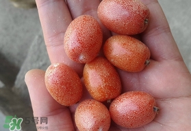 羊奶果可以連皮吃嗎？羊奶果的皮可以吃嗎