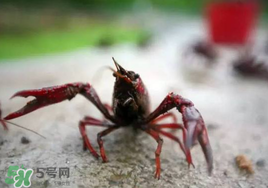 小龍蝦什么時候最好釣？什么時候可以釣小龍蝦？