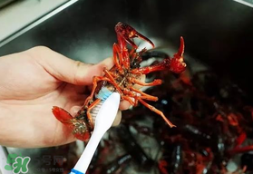 野生小龍蝦什么時(shí)候有？野生小龍蝦幾月份有？
