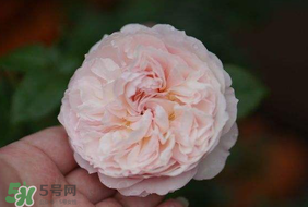 五月份可以種月季嗎？月季五月怎么養(yǎng)？