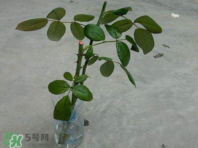 月季5月能插活嗎？月季花五月能插活嗎？