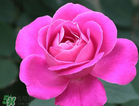 月季花5月扦插當年會開花嗎？月季花的花期