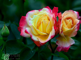 月季花5月扦插當年會開花嗎？月季花的花期