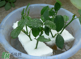 月季花什么時候插最好活？月季花怎么扦插成活率高？