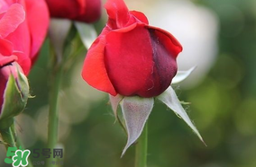 月季從有花苞到開花需要多久？月季花苞到開花要多久？