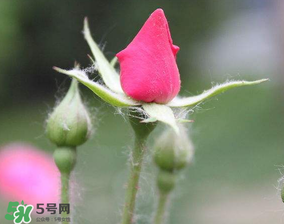 月季從有花苞到開花需要多久？月季花苞到開花要多久？