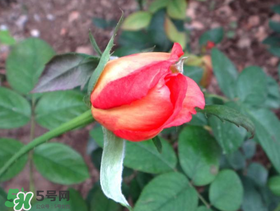 月季從有花苞到開花需要多久？月季花苞到開花要多久？