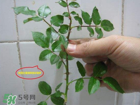 扦插的月季多久會(huì)開花？扦插月季多久可開花？