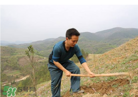 五月份能種樹嗎？五月份種樹能活嗎？