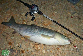 五月份能釣草魚嗎？五月份釣草魚用什么餌料？