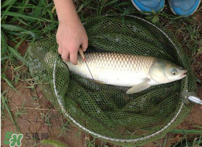 五月份能釣草魚嗎？五月份釣草魚用什么餌料？