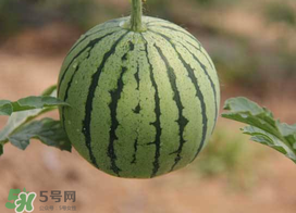 五月份可以種西瓜嗎？五月份怎么種西瓜？