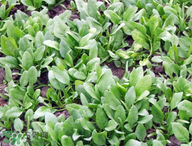?五月份能種菠菜嗎？5月份可以種菠菜嗎？