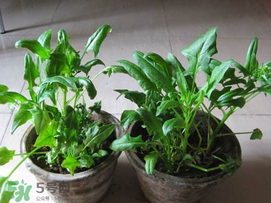 ?五月份能種菠菜嗎？5月份可以種菠菜嗎？
