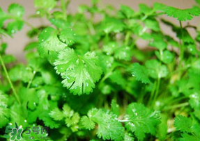 5月份能種香菜嗎？五月份能種香菜嗎？