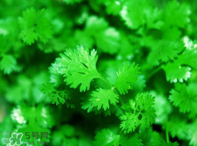 5月份能種香菜嗎？五月份能種香菜嗎？