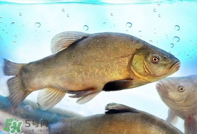 ?五月份吃什么魚(yú)？5月份吃什么魚(yú)？