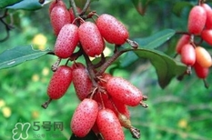 羊奶子有什么藥用價(jià)值？羊奶子有什么功效