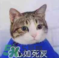 紀(jì)梵希黑色頰彩霜怎么樣？紀(jì)梵希黑色腮紅多少錢？