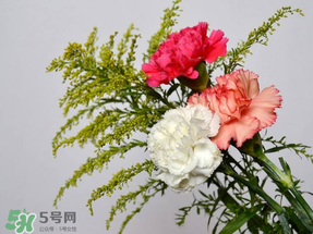 母親節(jié)送什么顏色的康乃馨？2017年母親節(jié)康乃馨推薦