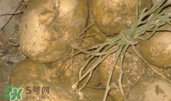 孕婦可以吃土瓜嗎？孕婦能吃土瓜嗎？