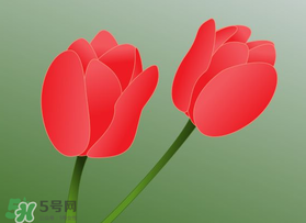 母親節(jié)可以送郁金香嗎？為什么母親節(jié)送郁金香？