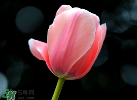 母親節(jié)可以送郁金香嗎？為什么母親節(jié)送郁金香？
