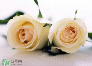 母親節(jié)可以送白玫瑰嗎？白玫瑰適合送什么人？