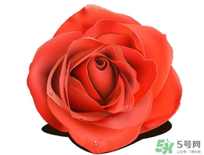 母親節(jié)送什么顏色的玫瑰花？母親節(jié)送幾朵玫瑰花？