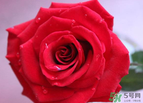 母親節(jié)送什么顏色的玫瑰花？母親節(jié)送幾朵玫瑰花？