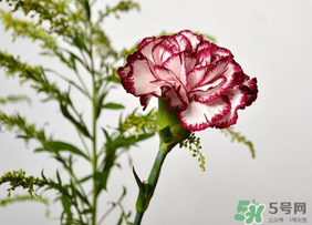 康乃馨可以放多久？康乃馨怎么養(yǎng)？