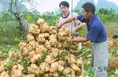 生吃土瓜有什么好處？土瓜生吃的功效與作用